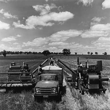 Australian agriculture, 1975