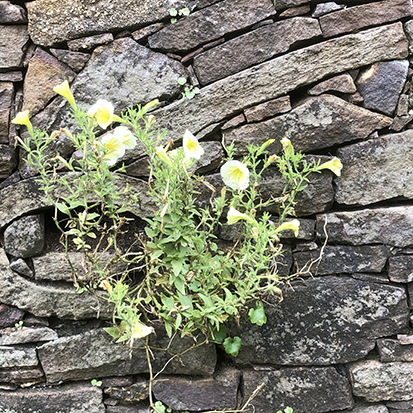 Ironstone wall detail with flowers