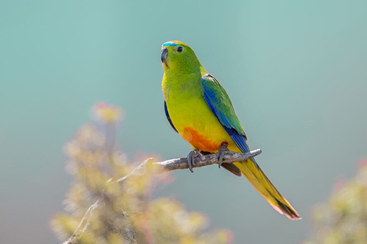 Orange-Bellied Parrot
