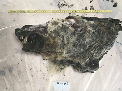Wolf's Head